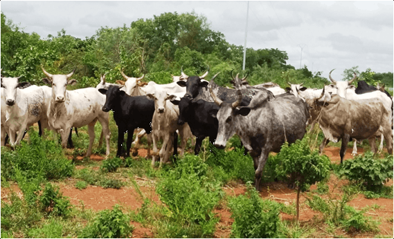 Réseau Billital Maroobè : Bulletins de la Situation de la Soudure Pastorale de 2018