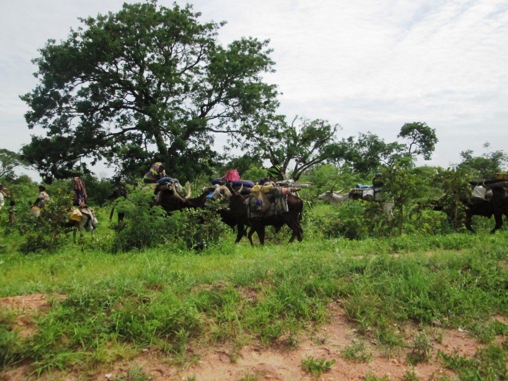 Réseau Billital Maroobè. Situation pastorale au Burkina Faso à la fin de la saison des pluies 2018
