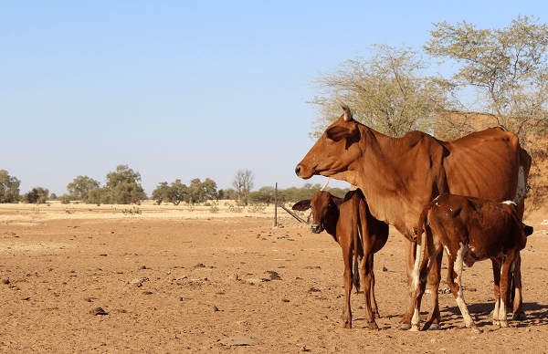 Réseau Billital Maroobè. Situation pastorale au Mali à la fin de la saison des pluies 2018