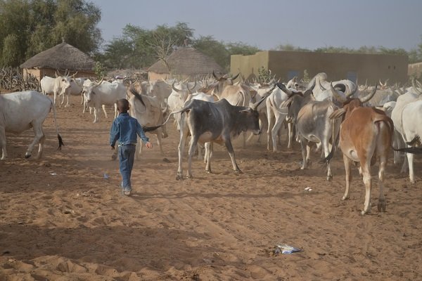 Réseau Billital Maroobè. Situation pastorale au Ferlo du Sénégal à la fin de la saison des pluies 2018