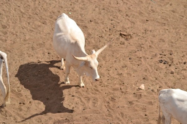 Réseau Billital Maroobè. Situation pastorale au Sahel à la fin de la saison des pluies 2018