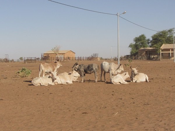 Bulletin de surveillance pastorale sur le Niger, Décembre-Janvier 2019