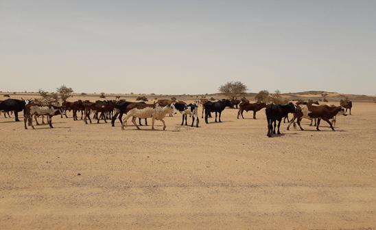 Bulletin bimestriel de la surveillance pastorale au Sahel Février-Mars 2022