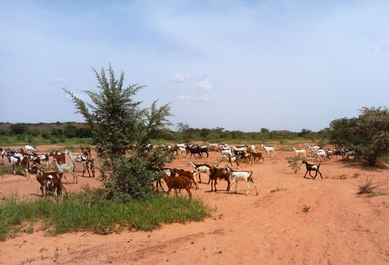 Réseau Billital Maroobè. Situation pastorale au Sahel. Aout 2019