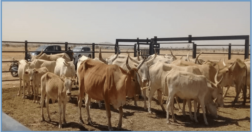 Bulletin Mauritanie : Surveillance Pastorale Décembre 2019 - Janvier 2020
