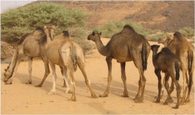 Bulletin de Surveillance pastorale sur le Niger