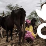 Alert on the crisis situation for livestock farmers and agro-pastoralists exacerbated by COVID-19