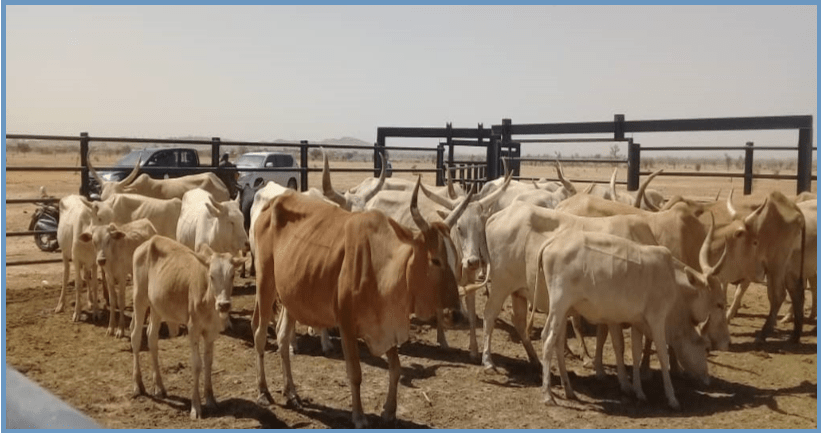 Bulletin Mauritanie : Surveillance Pastorale Février 2020 - Mars 2020