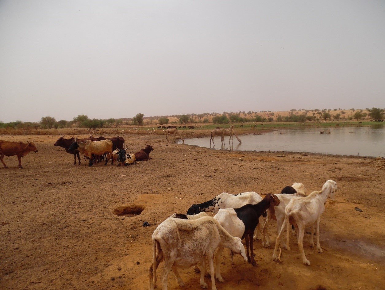Bulletin de surveillance pastorale sur le Niger Juin – Juillet 2020