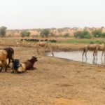 Bulletin de surveillance pastorale au Niger – Août-Septembre 2020