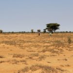 Bulletin de surveillance pastorale de la zone agropastorale du Ferlo (Sénégal)  – Août-Septembre 2020