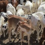 Bulletin de Surveillance Pastorale en Mauritanie aout-septembre 2020