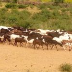 Bulletin de Surveillance Pastorale en Mauritanie octobre-novembre 2020