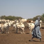 Bulletin de surveillance pastorale de la zone agropastorale du Ferlo (Sénégal) – Octobre-Novembre 2020