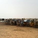 Bulletin de surveillance pastorale de la zone agropastorale du Ferlo (Sénégal) – Décembre 2020 - Janvier 2021