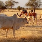 Bulletin de Surveillance Pastorale en Mauritanie décembre 2020 - janvier 2021