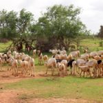 Bimestriel de la surveillance pastorale au Sahel Décembre 2020 – Janvier 2021