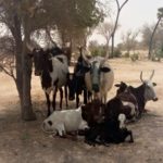 Bulletin de surveillance pastorale sur le Niger – Février-Mars 2021