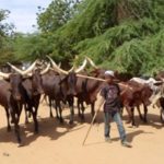 Bulletin de surveillance pastorale sur le Niger – Avril-Mai 2021