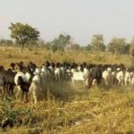 Bulletin bimestriel de suivi de l’impact de la COVID19 sur les ménages pastoraux et agropastoraux – Mars-Avril 2021