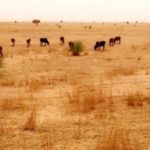 Bulletin de Surveillance Pastorale en Mauritanie Avril-Mai 2021