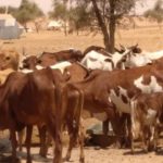 Bulletin de Surveillance Pastorale en Mauritanie Juin-Juillet 2021
