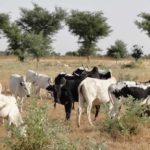 Bimestriel de la surveillance pastorale au Sahel Juin-Juillet 2021
