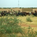 Bulletin bimestriel de la surveillance pastorale au Sahel Août-Septembre 2021