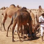 Rapport d’analyse de production de biomasse en 2021 sur le Tchad