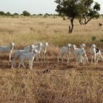 Bulletin de Surveillance Pastorale en Mauritanie Octobre-Novembre 2021