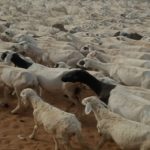 Bulletin de surveillance pastorale de la zone agropastorale du Ferlo (Sénégal) – Octobre-Novembre 2021