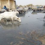 Bulletin de surveillance pastorale de la zone agropastorale du Ferlo (Sénégal) – Décembre 2021-Janvier 2022
