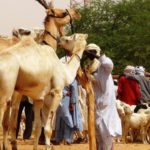 Bulletin bimestriel de suivi de l’impact de la COVID19 sur les ménages pastoraux et agropastoraux – Janvier-Février 2022