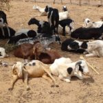 Bulletin de Surveillance Pastorale de la Mauritanie – Février-Mars 2022