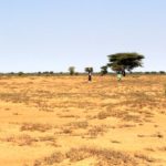 Bulletin de surveillance pastorale de la zone agropastorale du Ferlo (Sénégal) – Février-Mars 2022