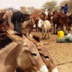 Bulletin bimestriel de suivi de l’impact de la COVID19 sur les ménages pastoraux et agropastoraux – Mars-Avril 2022