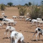 Bulletin de Surveillance Pastorale de la Mauritanie – Avril-Mai 2022