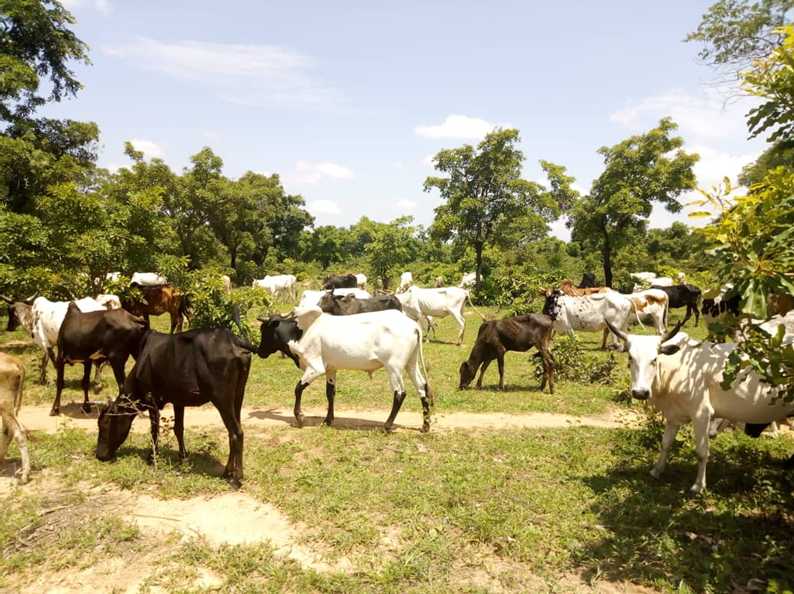 Bulletin de surveillance pastorale sur le Burkina Faso – Juin-Juillet 2022