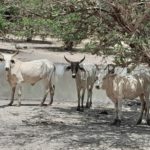 Bulletin de surveillance pastorale de la zone agropastorale du Ferlo (Sénégal) – Juin-Juillet 2022