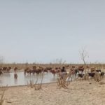 Bulletin de Surveillance Pastorale de la Mauritanie – Juin-Juillet 2022