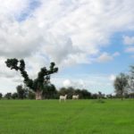 Sahelian biomass production analysis bulletin at rainy mid-season 2022