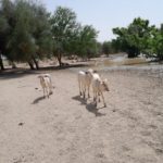 Bulletin bimestriel de la surveillance pastorale au Sahel Juin-Juillet 2022