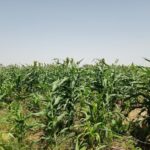 Bulletin trimestriel d’informations sur la Sécurité Alimentaire et Nutritionnelle de la Wilaya de Hodh El Chargui, Juin-Juillet-Août 2022