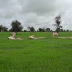 Bulletin de surveillance pastorale de la zone agropastorale du Ferlo (Sénégal) – Août-Septembre 2022
