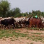 Bulletin bimestriel sur la veille informative et d'alerte sur les conditions des ménages pastoraux et agro-pastoraux - Juillet-Août 2022