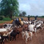 Bulletin bimestriel sur la veille informative et d’alerte sur les conditions des ménages pastoraux et agro-pastoraux – Mai-Juin 2022