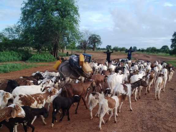 Bulletin bimestriel sur la veille informative et d’alerte sur les conditions des ménages pastoraux et agro-pastoraux – Mai-Juin 2022