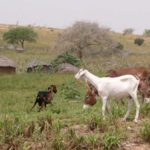 Bulletin de surveillance pastorale sur le Niger – Août-Septembre 2022