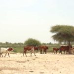 Bulletin bimestriel de la surveillance pastorale au Sahel Août-Septembre 2022