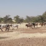 Bulletin de Surveillance Pastorale de la Mauritanie – Octobre-Novembre 2022
